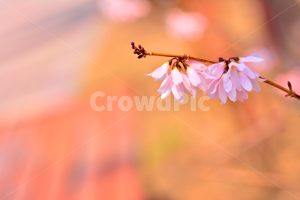 pink,miseon tree,March,april,shrub,spring flowers,spring,native,affix,season,light pink flower,Korean specialty plants,bokeh of light,macro,close up,flowers,pink flower,closeup,background,plant,pink forsythia,bokeh