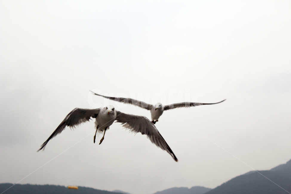 갈매기,바다,동물,조류,새,동물,animal,조류,새,birds