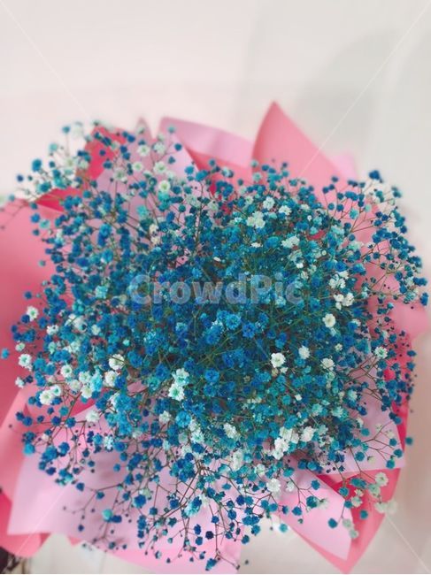 꽃,안개꽃,파란꽃,파란안개꽃,예쁜꽃,이쁜꽃,파란색꽃,파란색안개꽃,꽃,flower,기념일,축하,anniversary,congratulation,celebrate,celebration