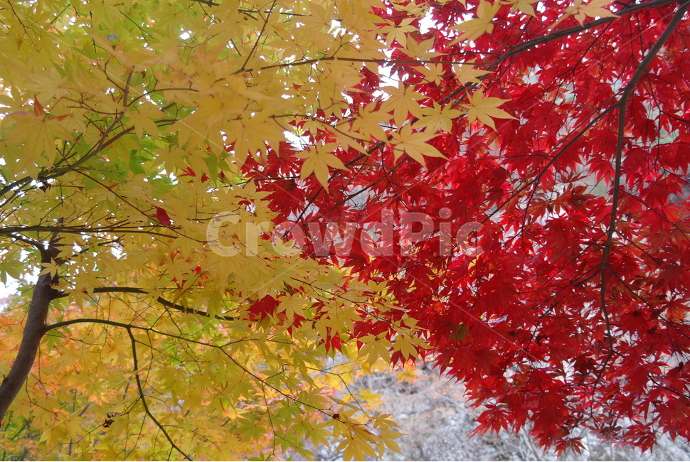 가을,단풍잎,계절,가을색,단풍나무,낙엽,단풍,maple,leaf,잎,plant,식물,tree,나무