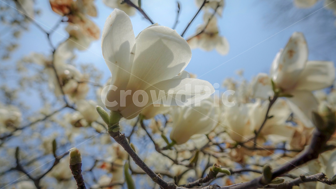 꽃,목련,백목련,magnolia,flower