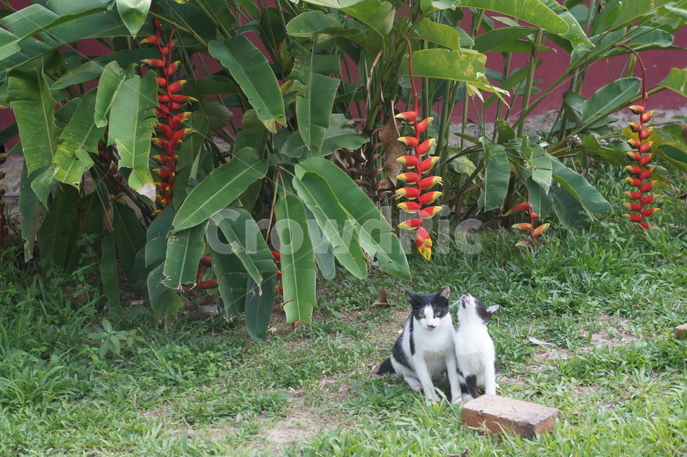 고양이,꽃,동물,잔디,풀