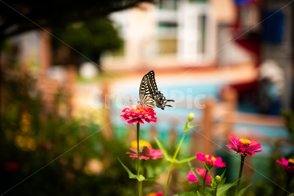 나비,호랑나비,곤충,벌레,꽃,자연,생태계,식물,자연,plants,nature,꽃,flower,동물,animal,곤충,벌레,insect,bug