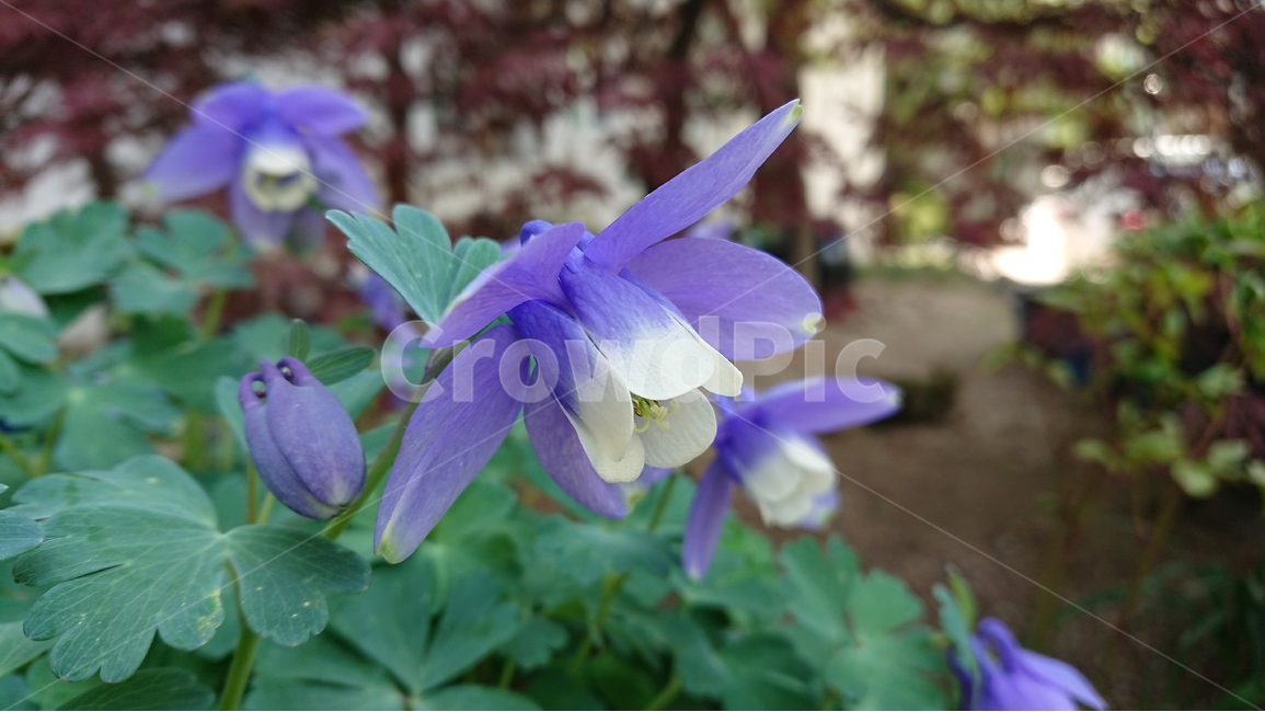 봄,꽃,야생화,풀,식물,매발톱,매발톱꽃,보라색,파랑색,purple,봄,계절,spring,season,식물,자연,plants,nature,꽃,flower,plant,blossom,iris,아이리스,geranium,제라늄
