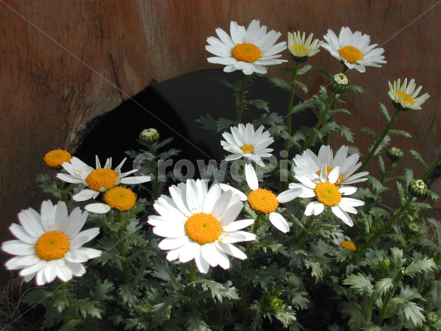 꽃,화분,이쁜꽃,벽걸이화분,벽걸이꽃화분,실내용화초,화분,화초,house plant