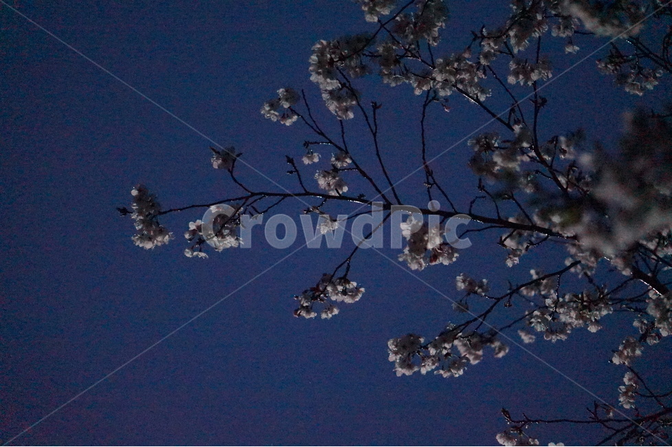 벗꽃,4월,야경,가로등,빛,흰색,봄,계절,spring,season,야경,밤,풍경,nightscape,night,landscape,식물,자연,plants,nature,꽃,flower,비,비오는날,rain,rainy,plant,blossom