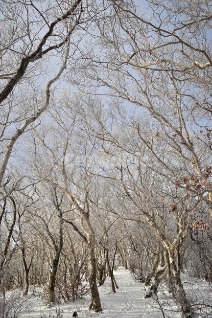 태백산,설경,상고대,눈꽃,풍경,겨울,겨울왕국,서리꽃,눈,천제단,자연,스포츠,등산,산행,nature,snow,설국,겨울풍경,느낌,아름다운,신비로운,경이로운,다큐,필,디자인,힐링,명산,국립공원,순백,landscape,winter,season,영산,사스래나무,겨울,계절,winter,season,자연,풍경,nature,landscape,한국자연풍경,한국자연경관,korea nature landscape,식물,plants,나무,trees,wood,plant,tree,tree trunk,나무 줄기