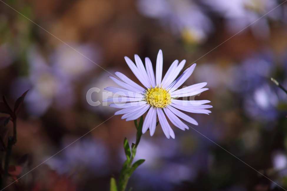 쑥부쟁이,꽃,식물,야생화,asteryomena,식물,자연,plants,nature,꽃,flower