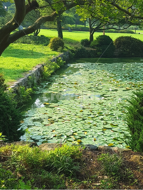 	운림산방,진도운림산방,정원,연못,자연,풍경,자연,풍경,nature,landscape,한국자연풍경,한국자연경관,korea nature landscape,plant,식물