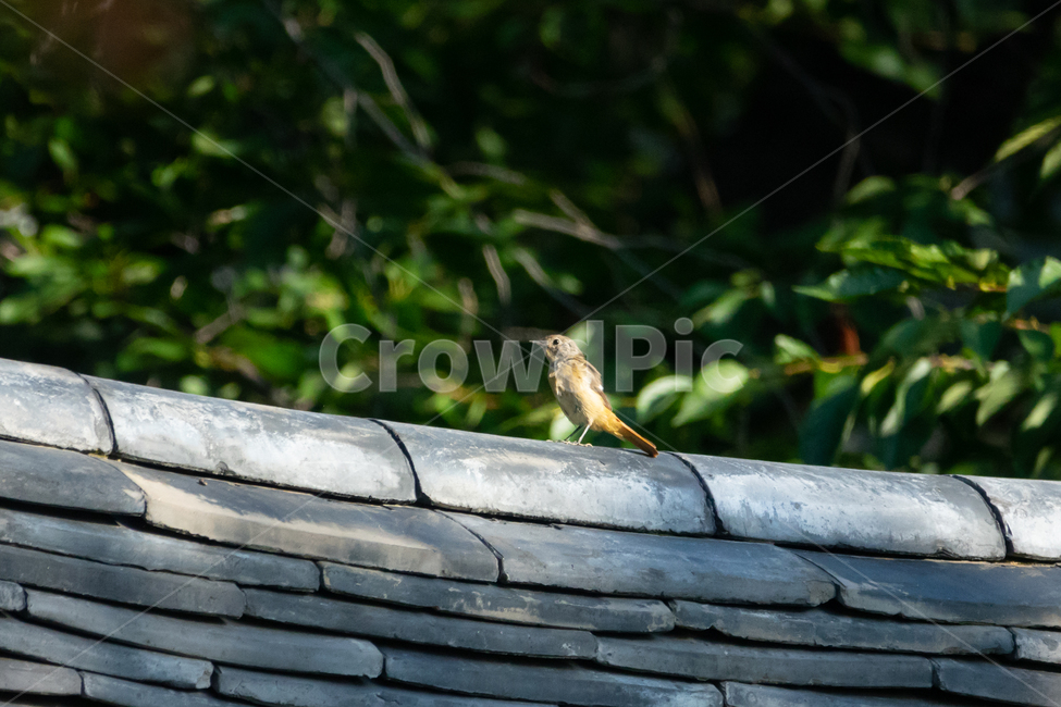 조류,탐조,새,텃새,철새,bird,동물,animal,조류,새,birds