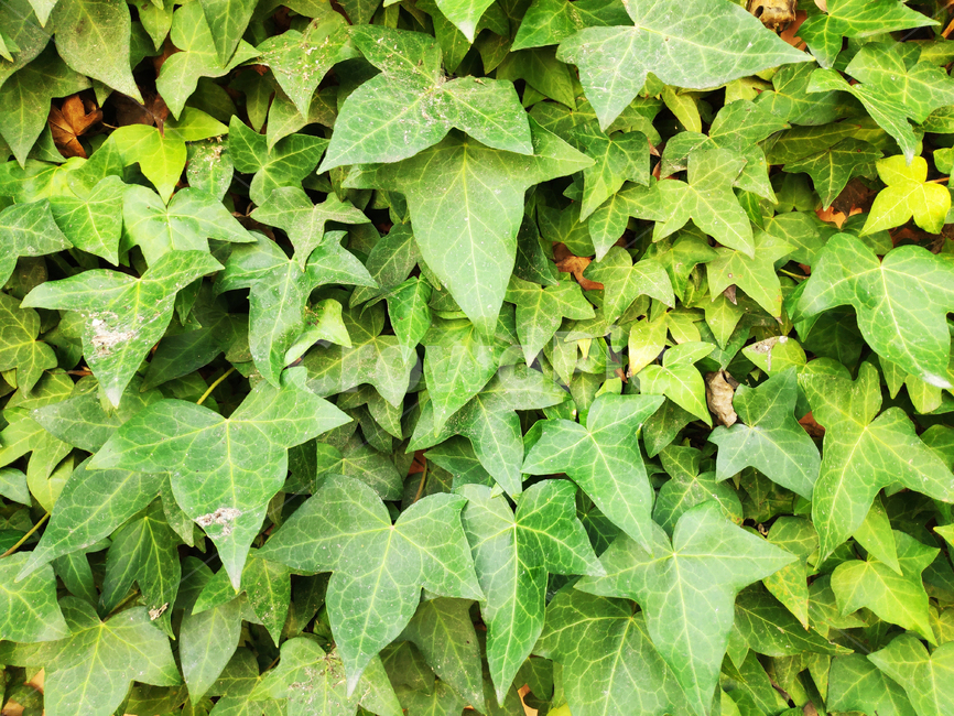 식물,잎,초록,plants,green,leaf,식물,자연,plants,nature