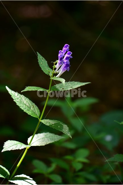 광릉골무꽃,꿀풀과,골무꽃속,야생화,봄,꽃,plant,wild,flower,자연,생태,식생,풀꽃,식물,자연,plants,nature,꽃,flower