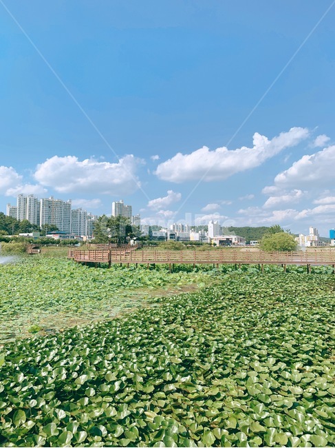 저수지,연꽃,초록풍경,나무,여름배경,공원,산책,구름,뭉게구름