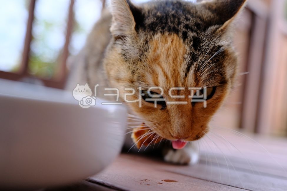 얼룩고양이,야외,고양이,cat,반려동물,냥이,애완동물,pet,동물,animal,포유류,mammal,길고양이,alleycat,길냥이,straycat,휴식,자연,cute,귀여운,아름다운,매력적인,streetcat,흰고양이,귀여운동물,애완묘,반려묘,고양이클로즈업,클로즈업,고양이눈,아웃포커싱,보케