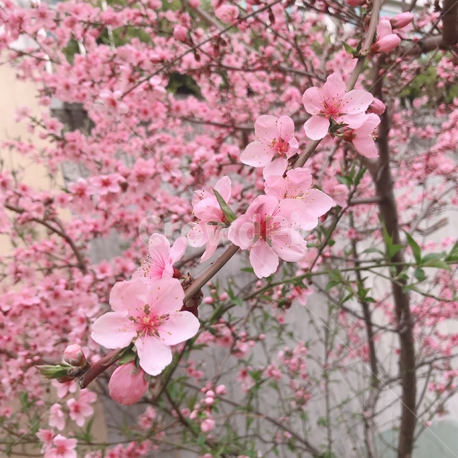 자연,꽃,봄,핑크,나무