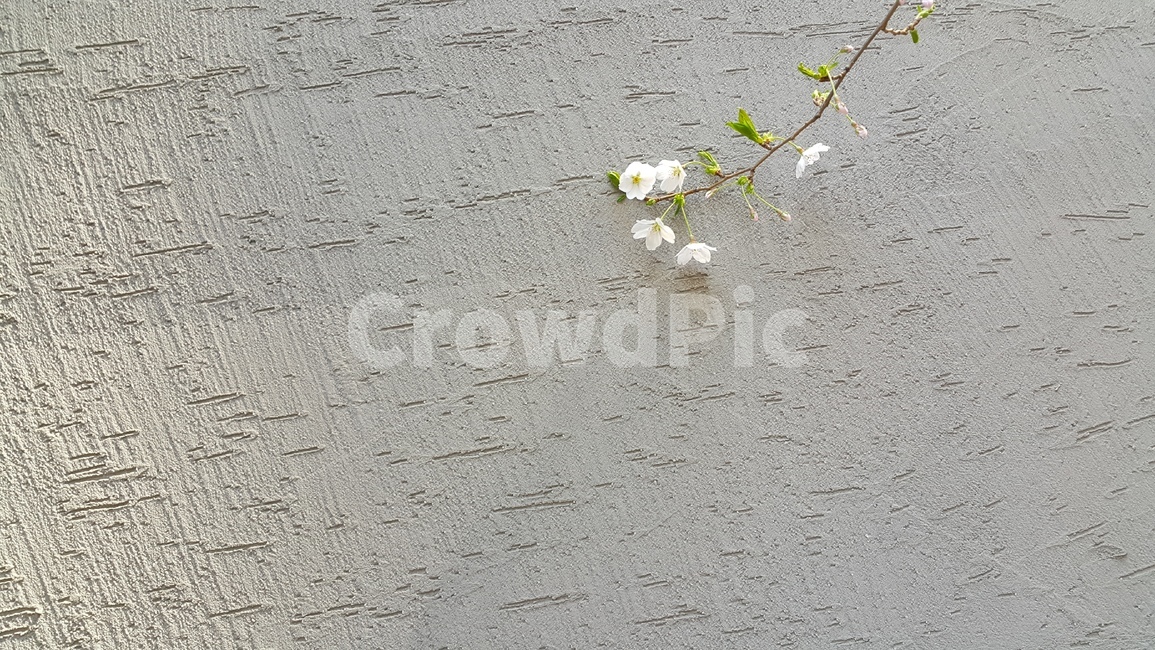 벚꽃,벚꽃나무,봄꽃,나무,식물,봄,계절,spring,season,자연,풍경,nature,landscape,식물,plants,꽃,flower,plant,blossom,petal,꽃잎,asphalt,아스팔트