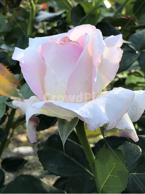 장미,오월,꽃,장미축제,장미꽃사진,식물,자연,plants,nature,꽃,flower