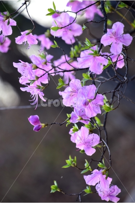 진달래,철쭉,붉은진달래,봄꽃,진달래꽃,봄,계절,spring,season,식물,자연,plants,nature,꽃,flower,blossom,geranium,제라늄,plant