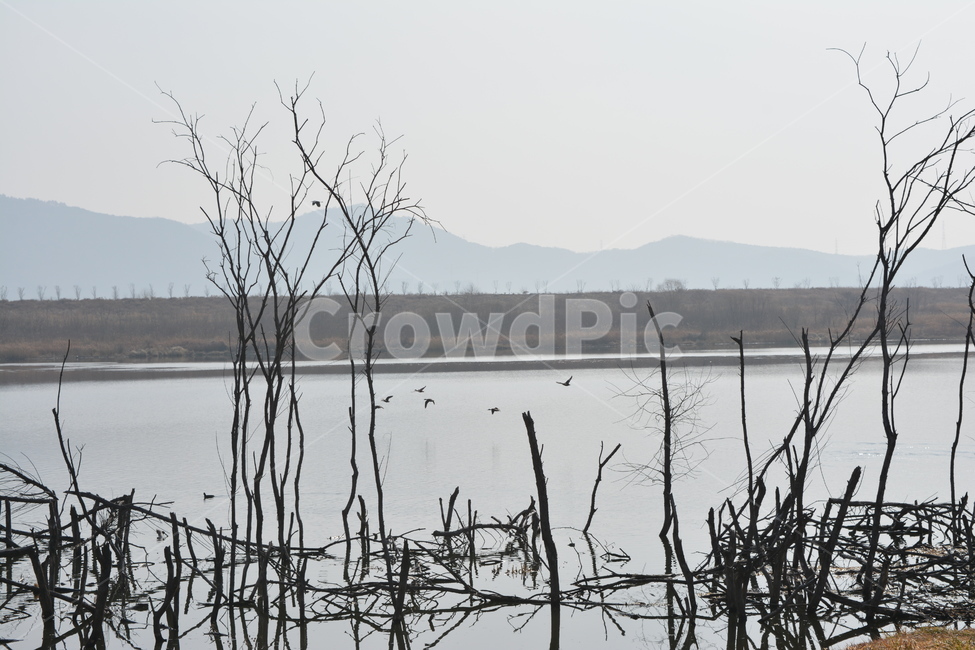 오리,철새,겨울철새,겨울새,낙동강철새