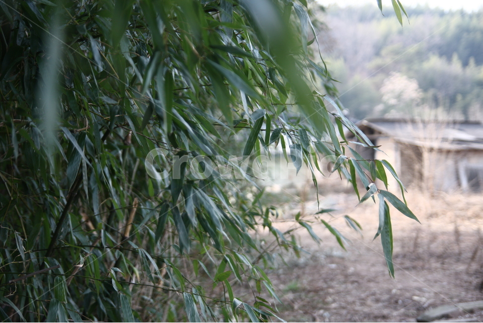 겨울,자연,풍경,대나무,숲,식물,자연,plants,nature