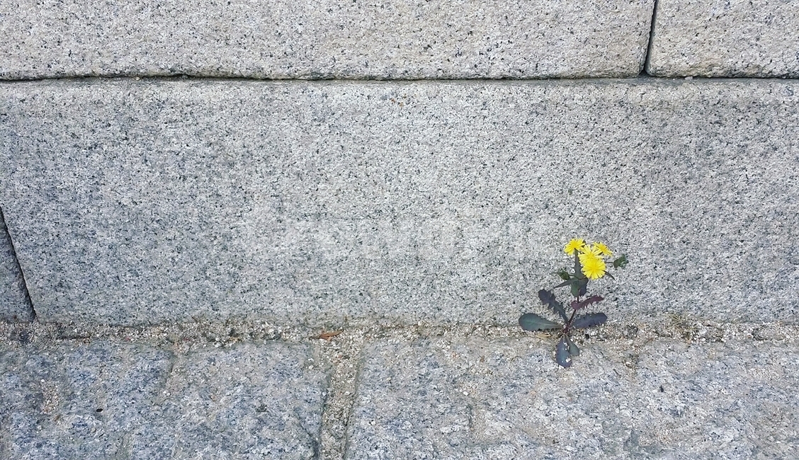 민들레,꽃,돌,돌담,풀꽃,나태주,노란꽃,봄,틈,틈새,식물,자연,plants,nature,꽃,flower
