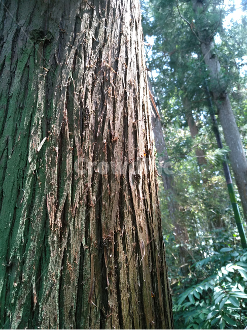 나무,숲,숲속,목재,자연