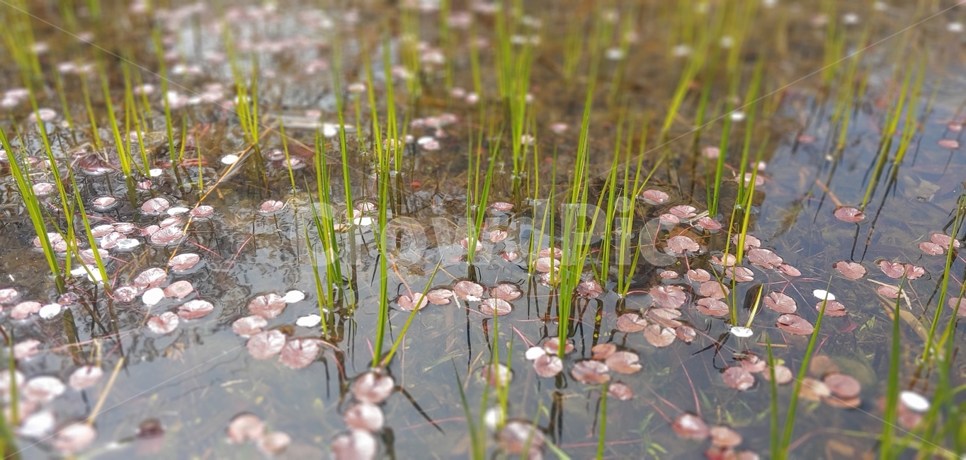 벚꽃,초록,강물,풀,연못,식물,자연,plants,nature
