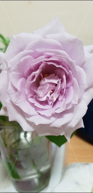 장미,보라장미,핑크,보라,꽃,한송이,꽃,flower