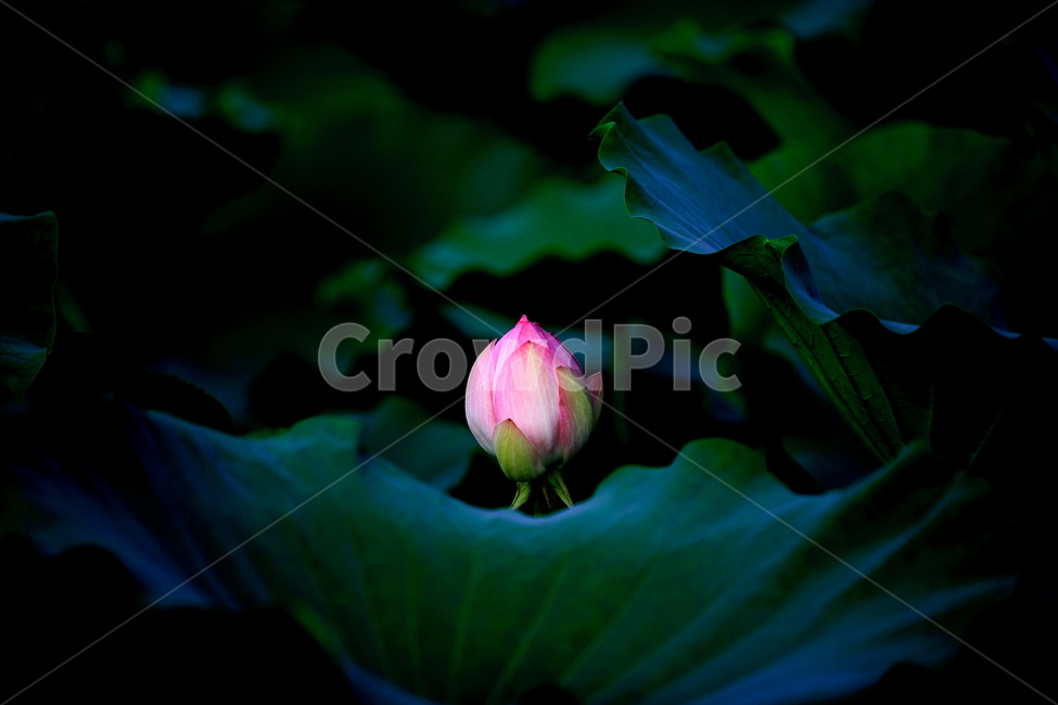 연꽃,연꽃잎,연잎,식물,불교,자연,분홍꽃,초록,꽃,식물,자연,plants,nature,꽃,flower