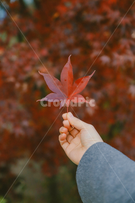 가을,자연,단풍,감성사진,색감,가을,계절,fall,autumn,season,식물,자연,plants,nature,감성,sensible,feeling,plant,leaf,잎,tree,나무