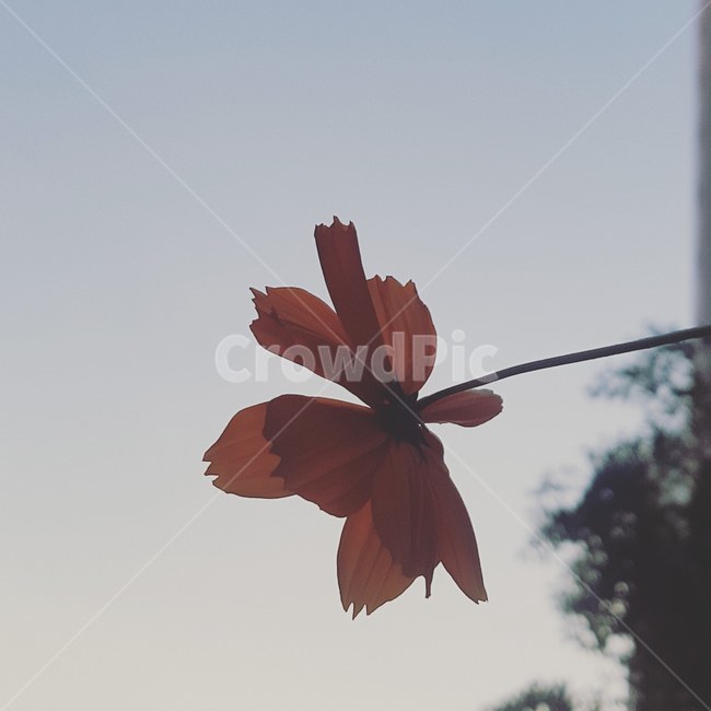 봄,가을,꽃,코스모스,가을하늘,감성