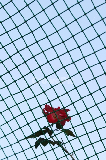 가을장미,장미,그물망,그물망과장미,감성사진,장미꽃,식물,식물,자연,plants,nature,꽃,flower