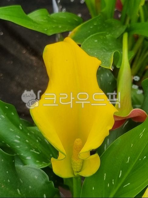 카라,카라꽃,노랑,노란색,노란카라,식물,자연,꽃,plants,nature,flower,petal,꽃잎