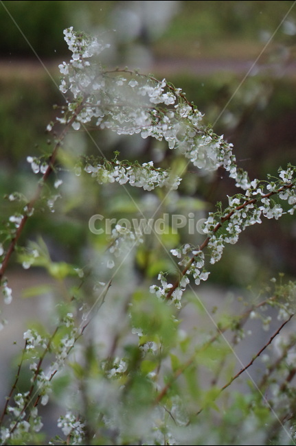 비,물방울,나무,조팝나무,흐림,봄,계절,spring,season,식물,자연,plants,nature,꽃,flower,plant