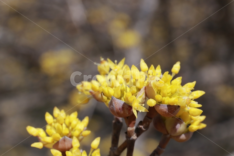 산수유,벌,봄,봄꽃,풍경,접사,식물,자연,plants,nature,꽃,flower