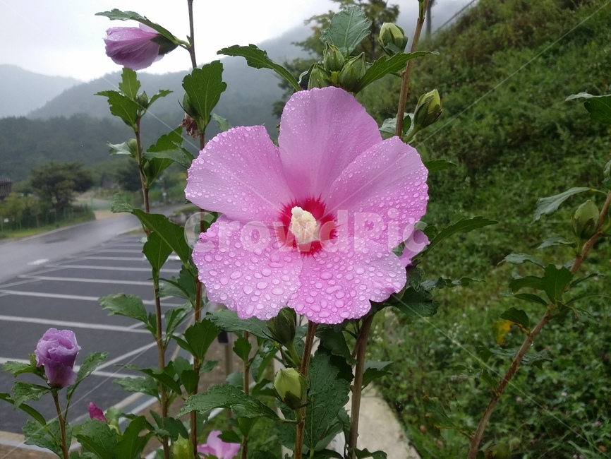 꽃,식물,flower,plant,무궁화,식물,자연,plants,nature,꽃,flower