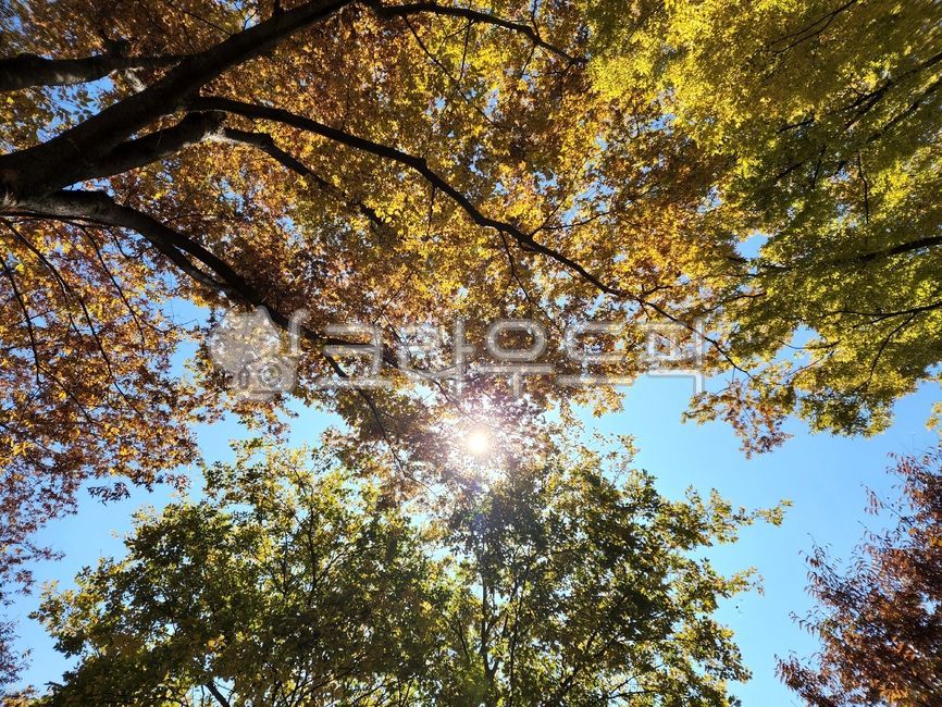 sunlight,tree,park