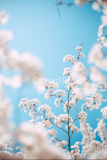 꽃,flower,blossom,식물,plant,봄,벚꽃,벚나무,봄,계절,spring,season