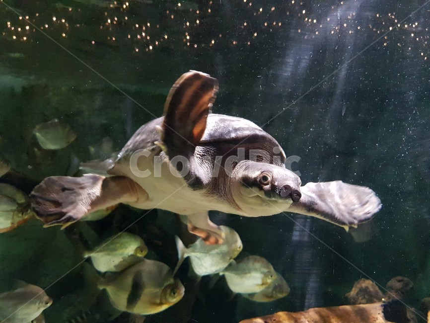 거북이,자라,파충류,헤엄,수족관,동물,animal,파충류,양서류,reptile,amphibian