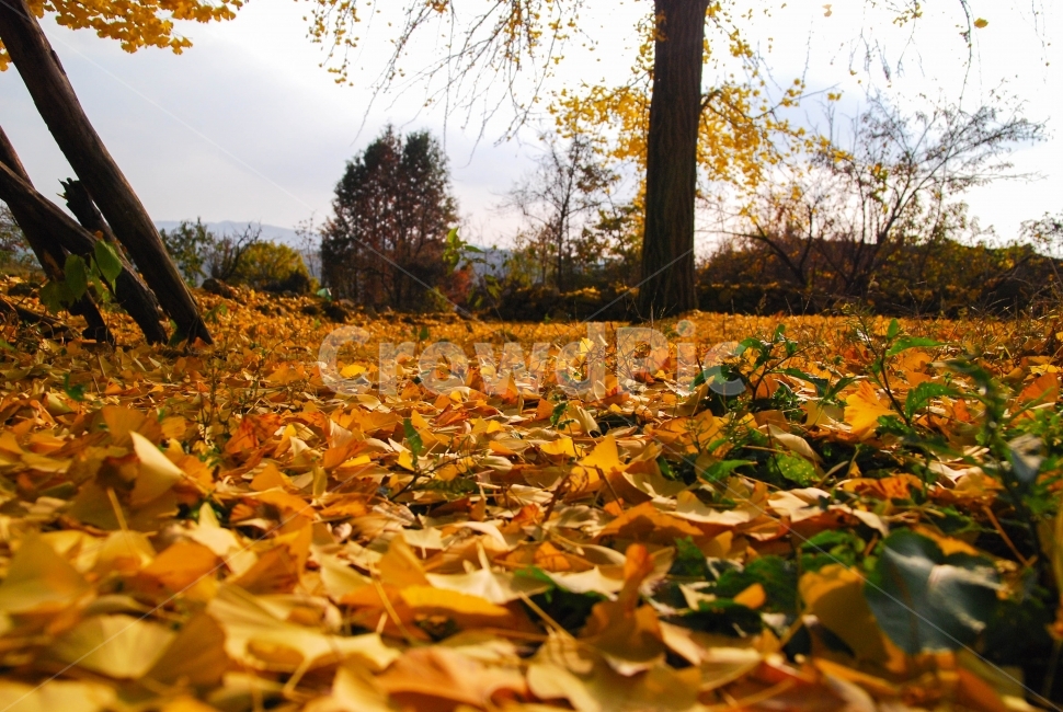 은행잎,노란잎,단풍,가을,낙엽,바닥,식물,나무,계절,자연,가을,계절,fall,autumn,season,식물,자연,plants,nature,plant,leaf,잎,ground,tree