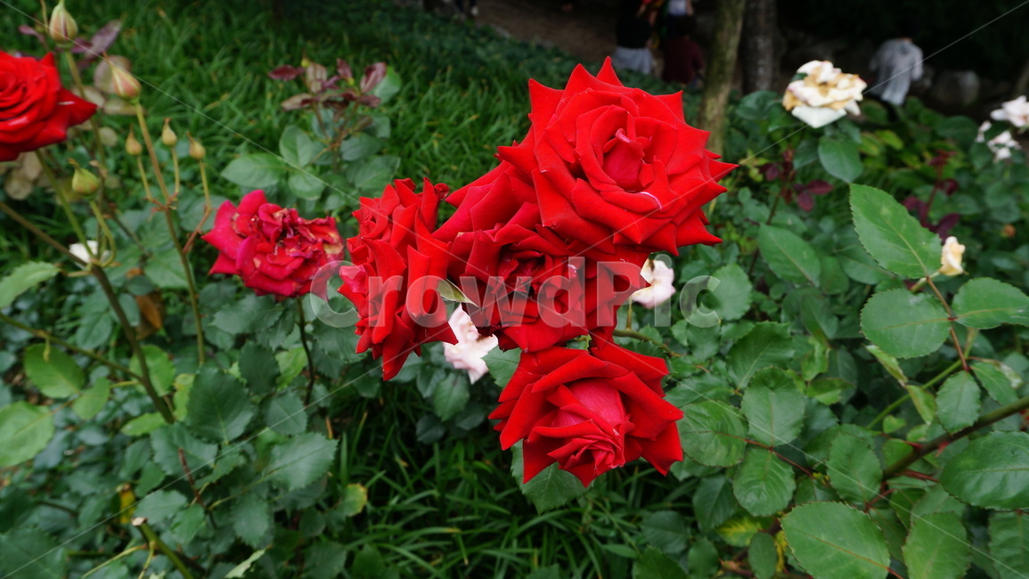 꽃,자연,식물,꽃축제,예쁜꽃,식물,자연,plants,nature,꽃,flower