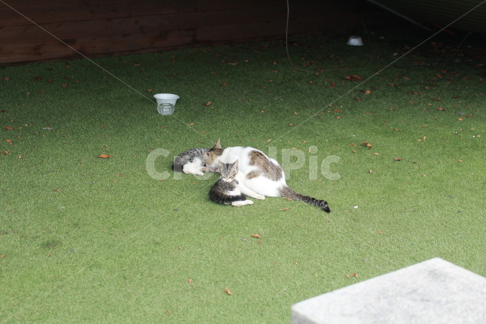 고양이,길고양이,동물,cat,가족,동물,animal,포유류,mammal,고양이,cat,kitten,kitty