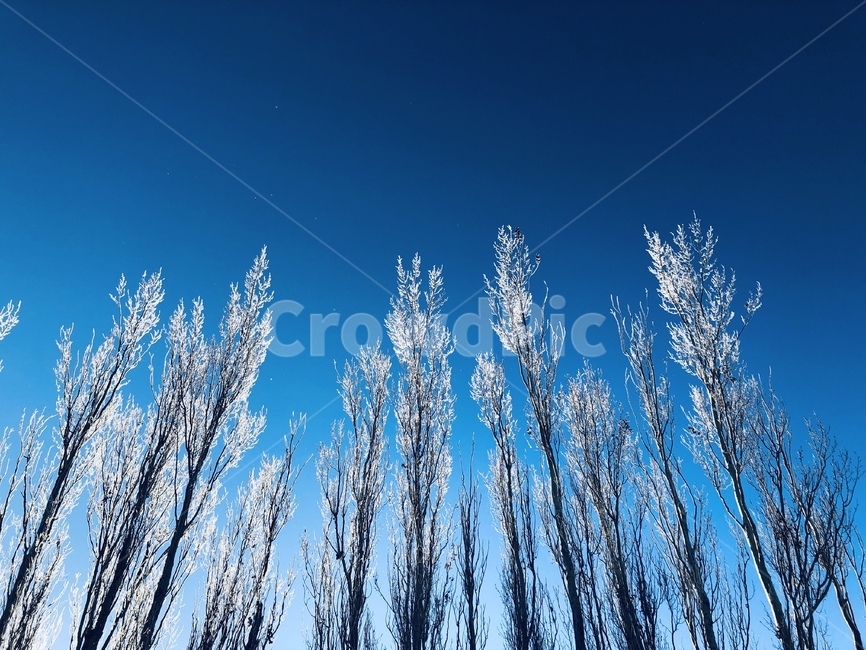 나무,tree,winter,cold,sky,blue,white,겨울,가로수,눈,파란하늘,시원함,겨울,계절,winter,season,자연,풍경,nature,landscape,outdoors,옥외
