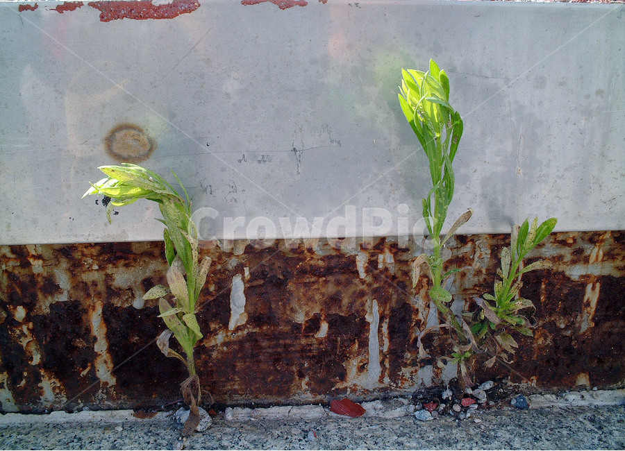 잡초,생명,생명력,무명,식물,식물,자연,plants,nature
