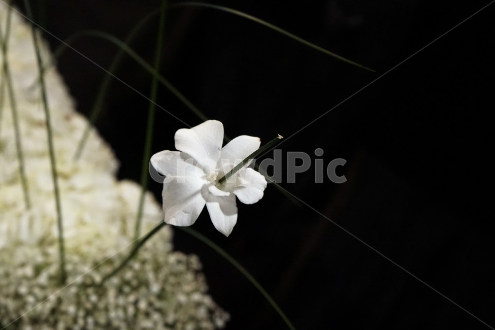 꽃,화병,장식,인테리어,유리컵,결혼식장,꽃,flower