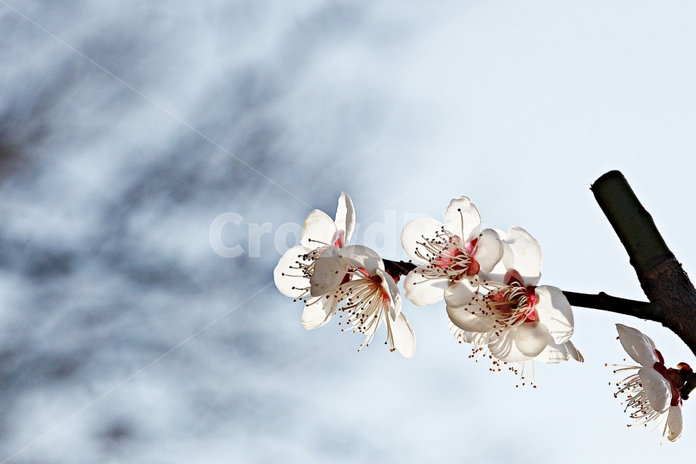 매화꽃,매화,꽃,나무,자연,배경,봄,계절,spring,season,식물,자연,plants,nature,꽃,flower,plant