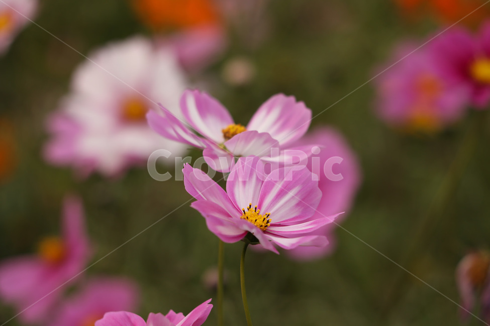 코스모스,줄기,봉우리,가을,하얀,가을,계절,fall,autumn,season,식물,자연,plants,nature,꽃,flower,plant,geranium,제라늄,blossom