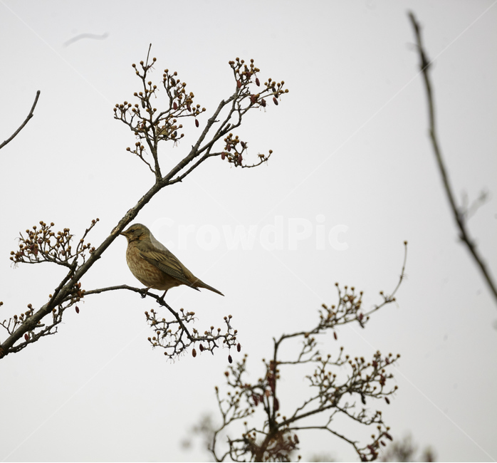 겨울,철새,양진이,올림픽공원,먹이,산수유,겨울철새,겨울,계절,winter,season,동물,animal,조류,새,birds