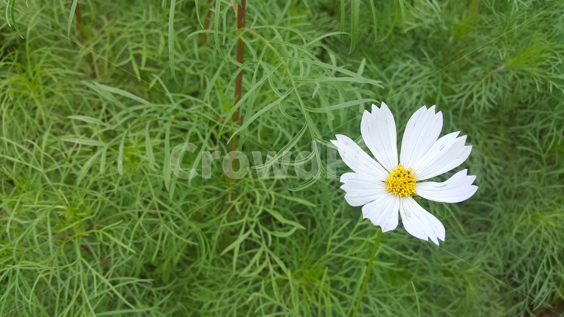 가을,코스모스,꽃,초록,flower,계절,접사,식물,자연,plants,nature