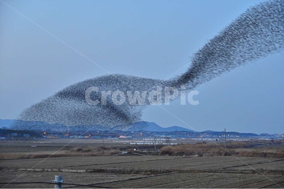 nature,자연,outdoors,옥외,animal,동물,flock,대군,고창,동림지,가창오리,가창오리군무,군무,농경지,농업,농사,경작,자연,풍경,nature,landscape